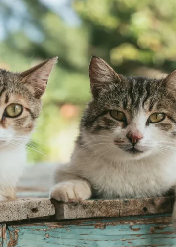 Extra-large cat trees complement scratching posts in what ways?