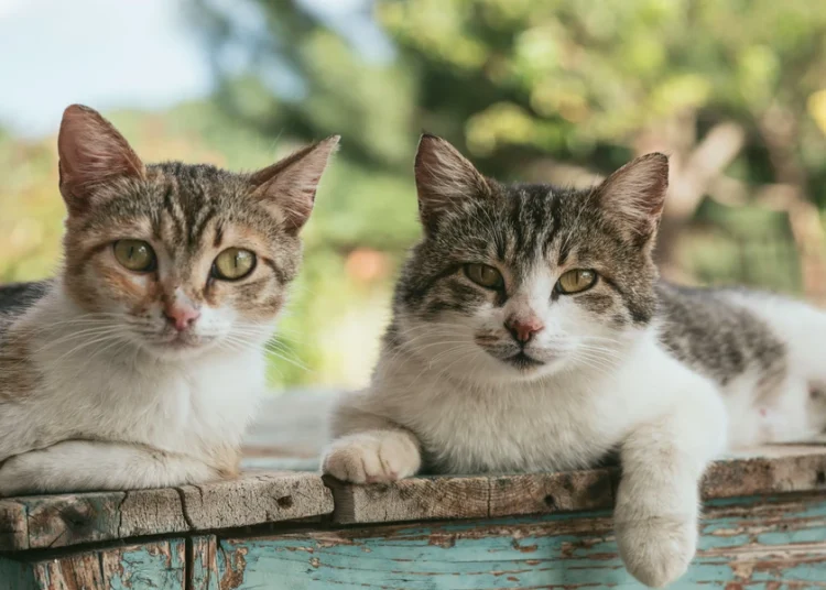 Extra-large cat trees complement scratching posts in what ways?