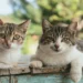 Extra-large cat trees complement scratching posts in what ways?