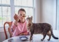 Creating Consistent Feeding Routines that Encourage Healthy Eating Patterns for Cats