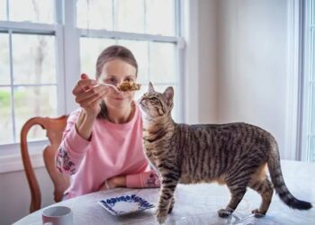 Creating Consistent Feeding Routines that Encourage Healthy Eating Patterns for Cats