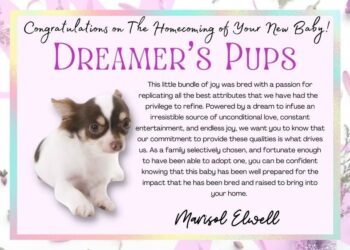 Chihuahua Puppies for Sale in Tennessee: Everything You Need to Know Before You Buy