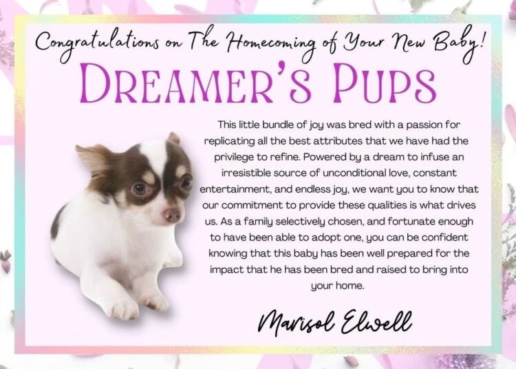 Chihuahua Puppies for Sale in Tennessee: Everything You Need to Know Before You Buy
