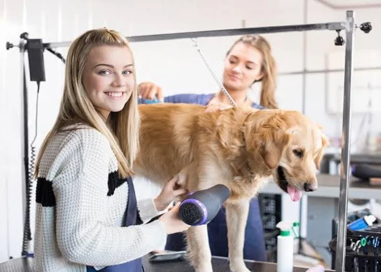 4 Key Signs It’s Time to Visit Professional Dog Groomers in Bountiful